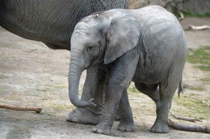 Das putzige Elefantenkind im Tiergarten Schönbrunn