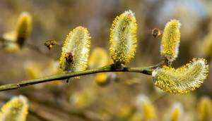 Richtiges Lüften bei Pollenbelastung