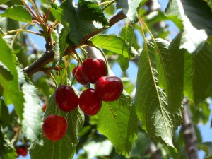 cherries-138870_1280
