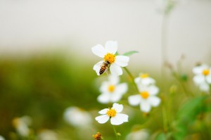 Ruhig bleiben ist wichtig, um einen Bienenstich zu vermeiden