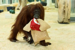 Auch Orangutans im Wiener Tiergarten Schönbrunn freuen sich auf den Nikolaus-Tag.
