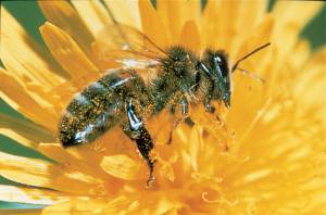 Insektenstiche können lebensbedrohend sein.